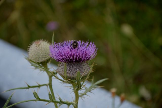 Cirsium tenoreanum ?